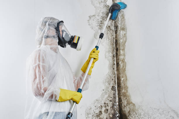 Trusted Grant City, MO Mold Removal Experts